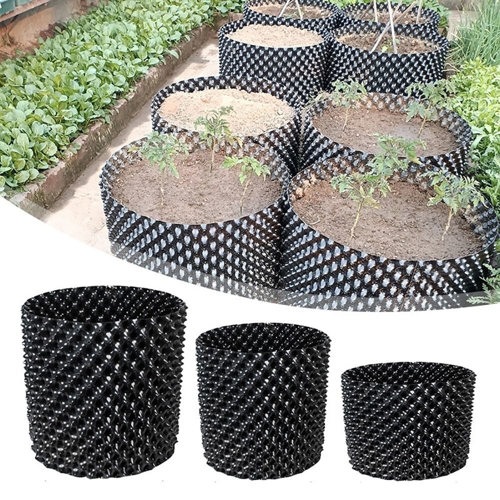1 Zestaw Wytrzymałych, Szybkic – Bonsai Garden Nursery recenzja i cena