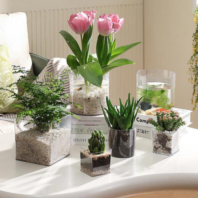 Kwadratowe Okrągłe Przezroczys – Bonsai Garden Nursery recenzja i cena
