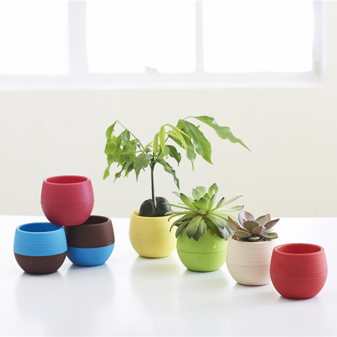 Mini plastikowe doniczki ogrod – Bonsai Garden Nursery recenzja i cena