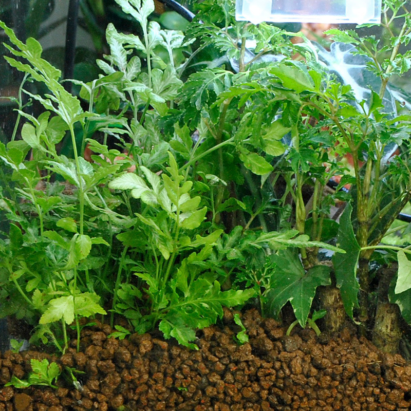 WAJABABY Akadama Soil - Natura – Bonsai Soil Akadama recenzja i cena